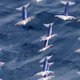 Image for article titled Marine biologists confirm squid can fly